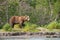 TheÂ KamchatkaÂ brownÂ bear, Ursus arctos